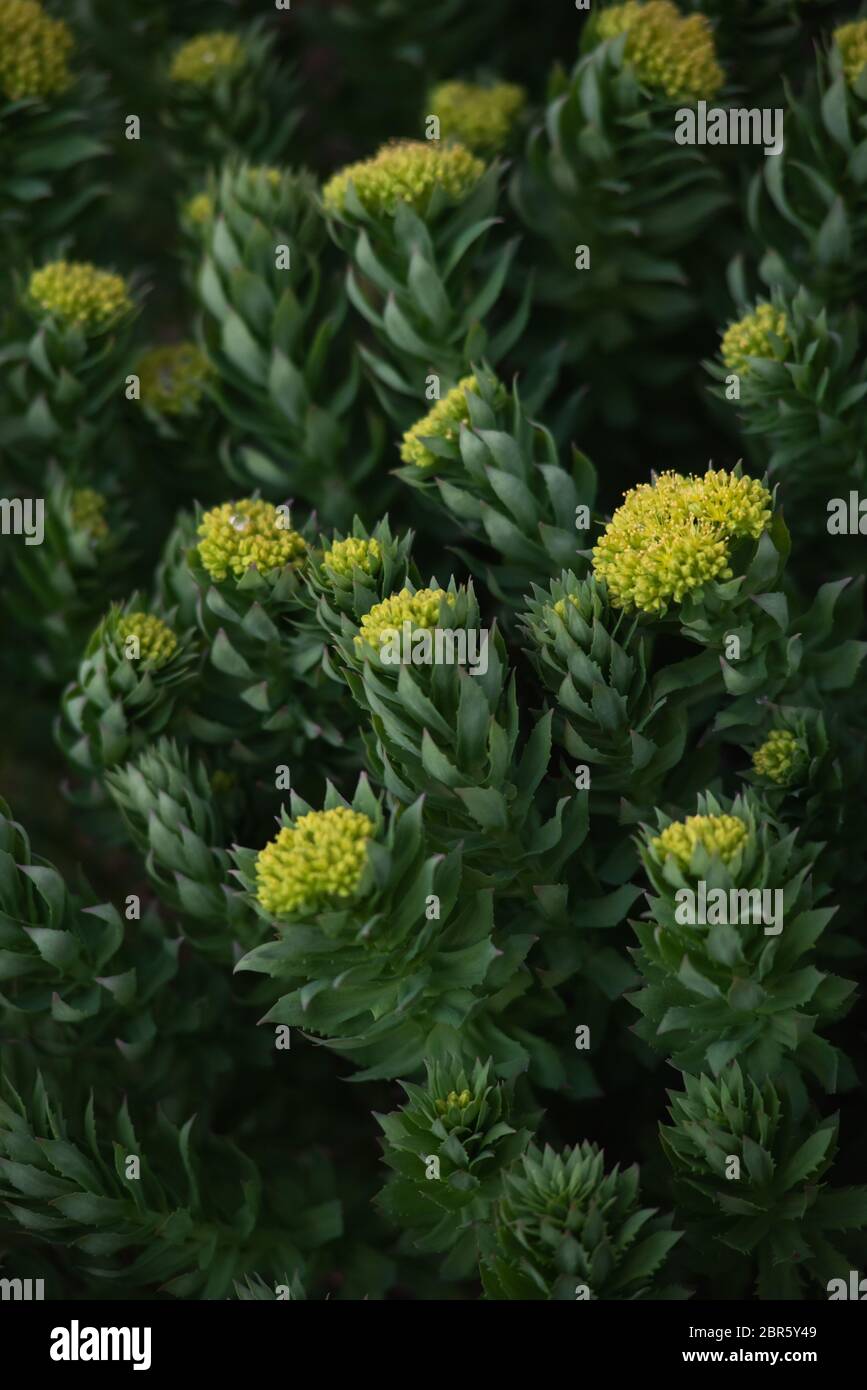 Rodiola rosea primo piano dopo il tramonto. Foto Stock