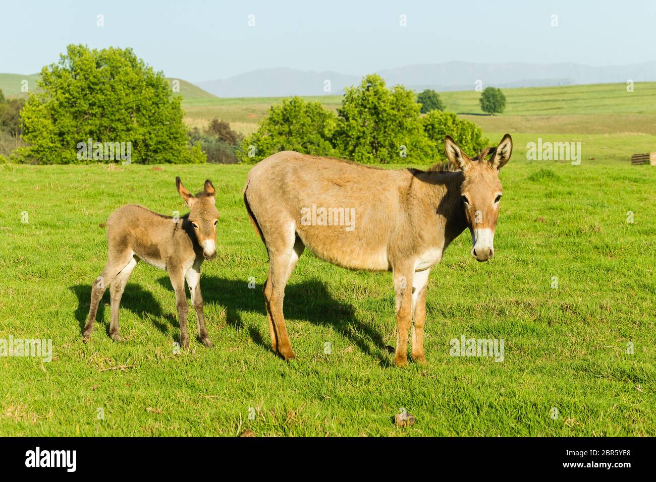 Asino con terreni agricoli stufati paesaggio panoramico estivo montagne. Foto Stock