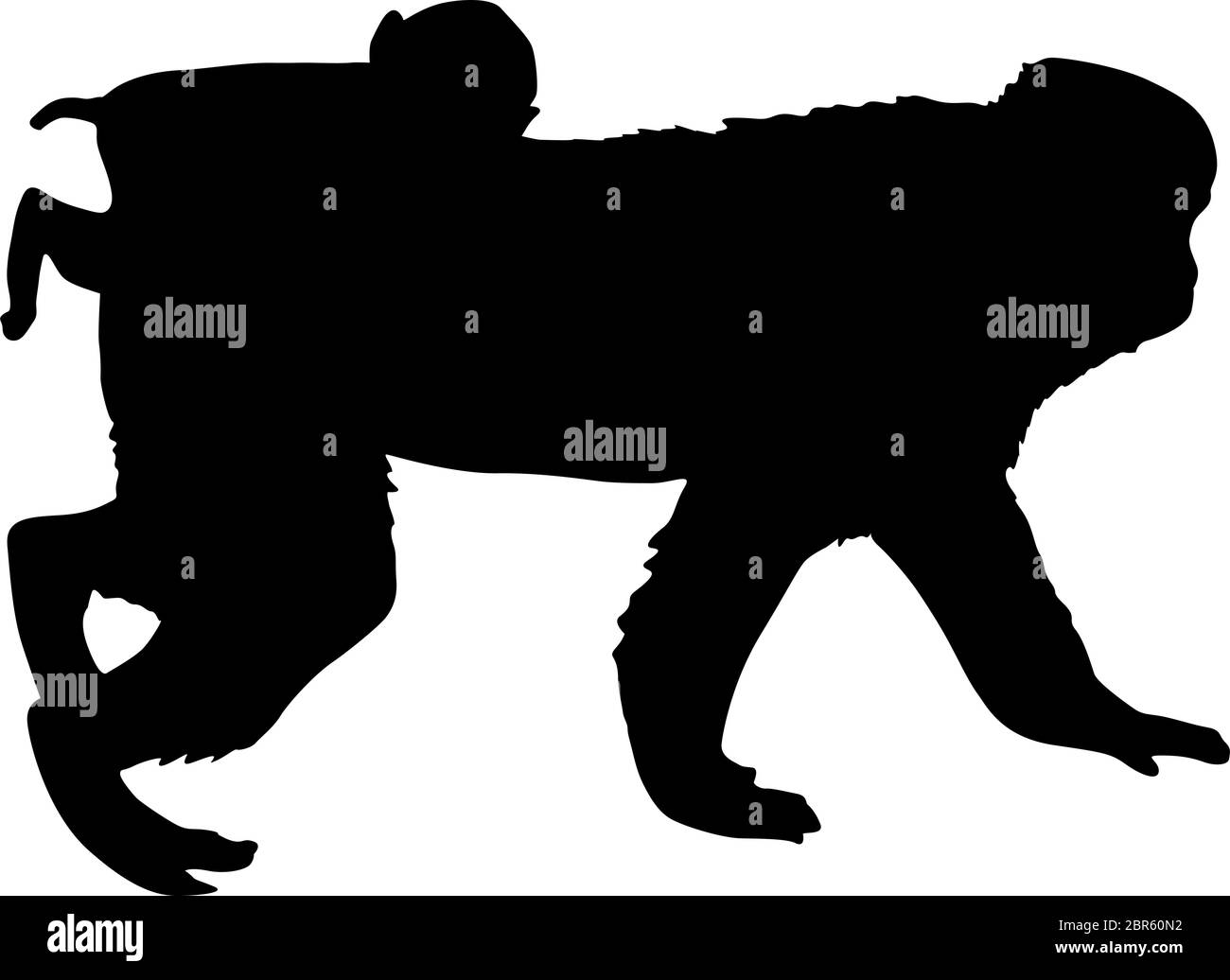 Silhouette del macaco giapponese su sfondo bianco. Illustrazione Vettoriale