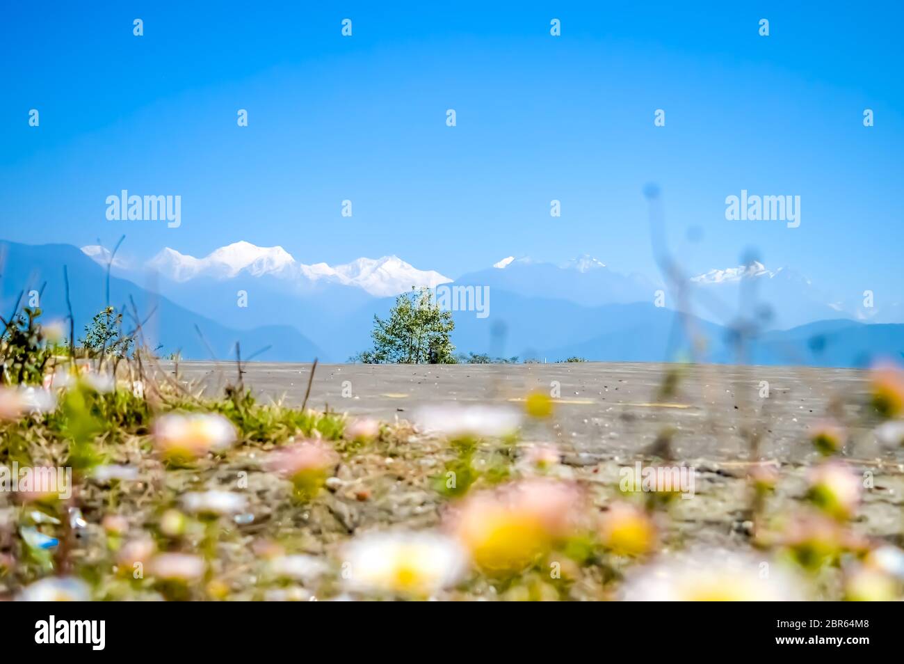 Monte Kangchendzonga intervallo da ortografia elipad Top. Vista panoramica delle montagne, Regione di Kangchendzonga, Himalaya, Nepal. Sparare attraverso i fiori sfocate su Foto Stock