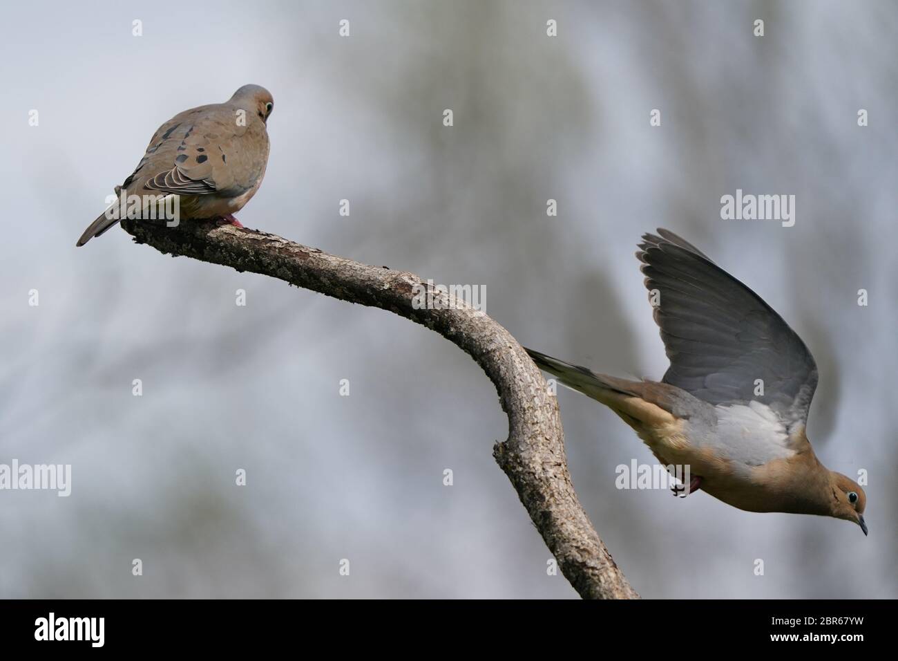 Colombe in lutto sul ramo Foto Stock