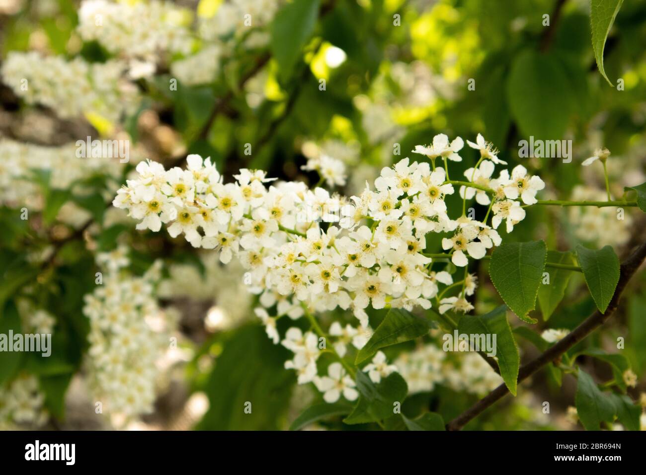 Risone di Prunus in fiore. Ramo fiorito di ciliegio di uccello. Foto Stock