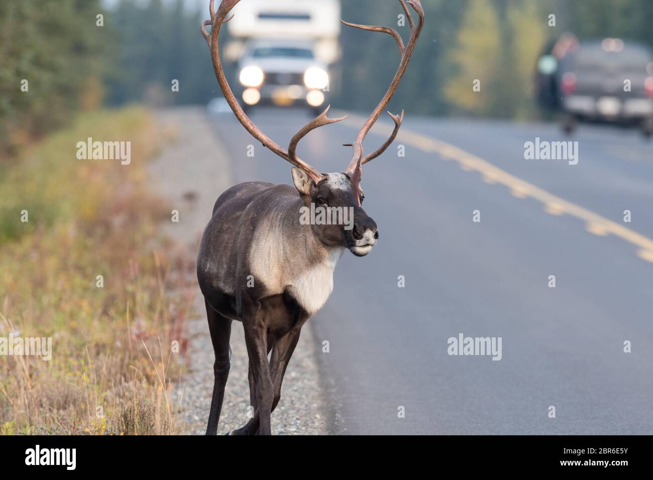 Un caribù con una grande cremagliera ferma il traffico per attraversare la strada nel Denali National Park, Alaska, Stati Uniti Foto Stock