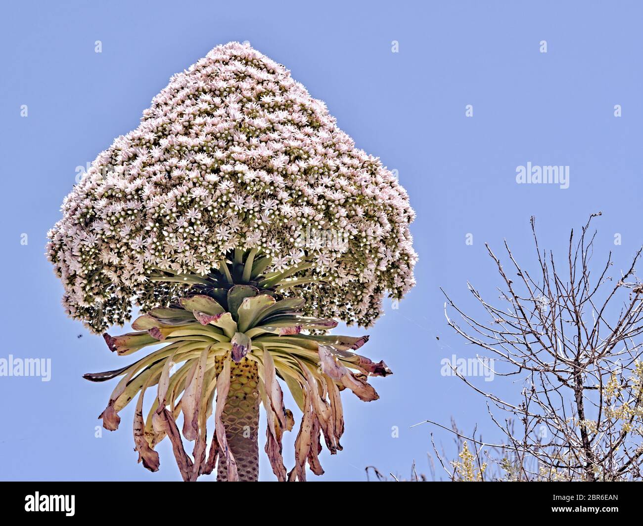 Una specie verodica e succulenta che fiorisce completamente a Tenerife, Isole Canarie. Ha migliaia di fiori bianchi a rosa e una forma piramidale e raggiunge un'ora Foto Stock