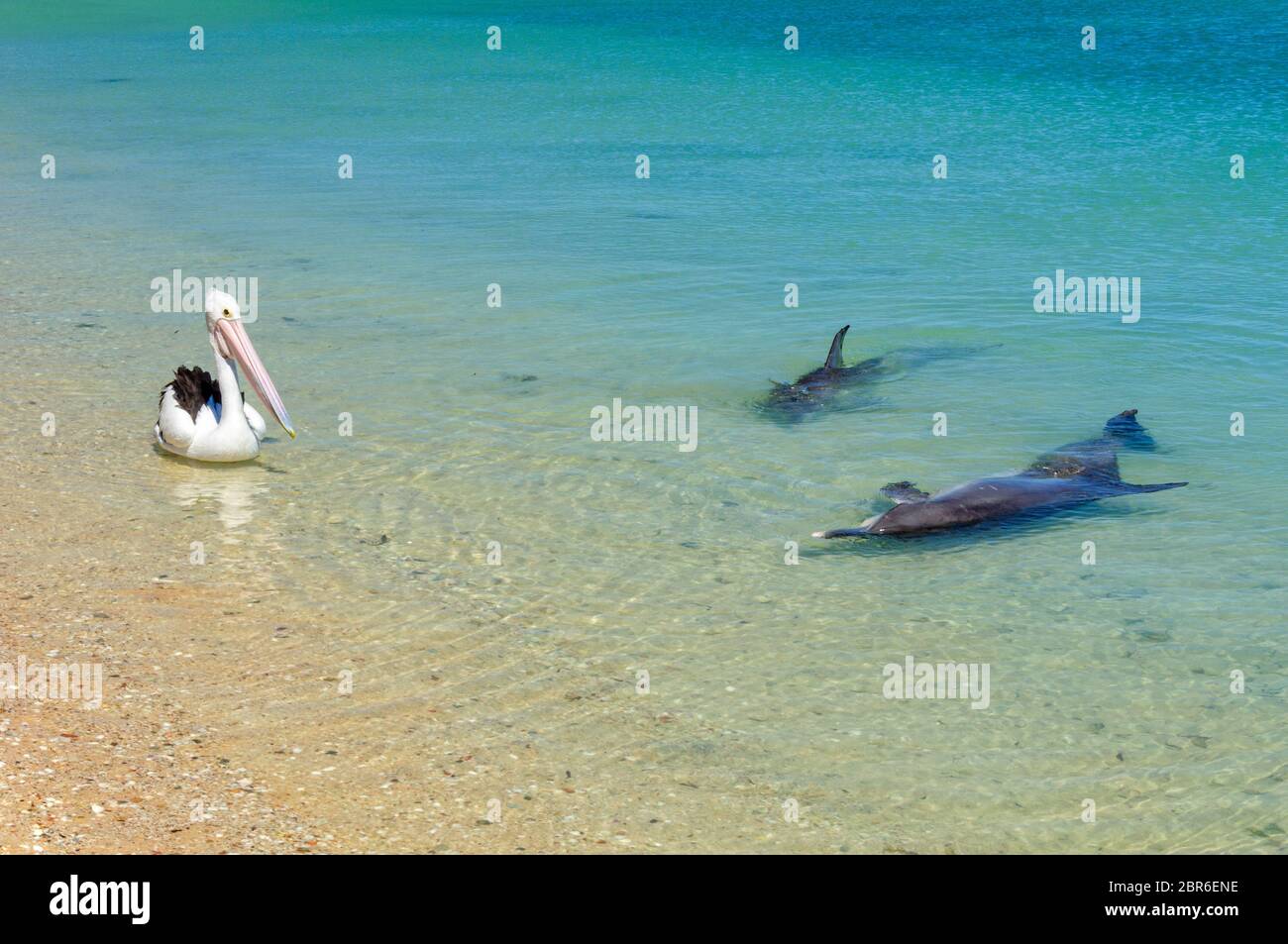 Due delfini e un pellicano in acque poco profonde della spiaggia - Monkey Mia, WA, Australia Foto Stock