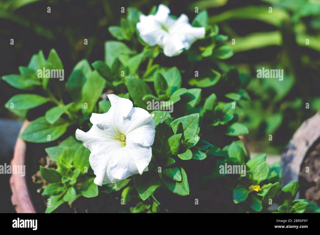 Un fiore di Datura impianto derivato dalla parola indù 'Dhatura'. Essi sono anche chiamati moonflowers, jimsonweed, devil's erbaccia, le campane dell'inferno, thorn-apple. Th Foto Stock