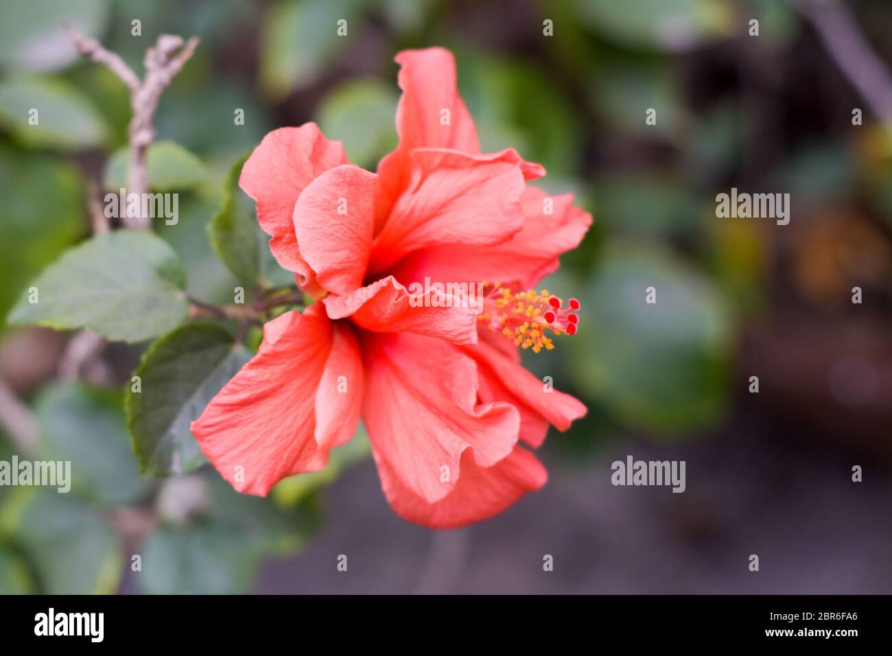 Uno Chaba fiore (Hibiscus rosa-sinensis) cinese di rosa, di colore rosso, fioritura durante la luce del sole di mattina. nel giardino tropicale in sfondo verde. Con copia Foto Stock