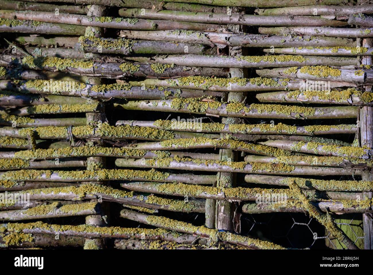 willow tessitura recinzione, sfondo con copyspace Foto Stock