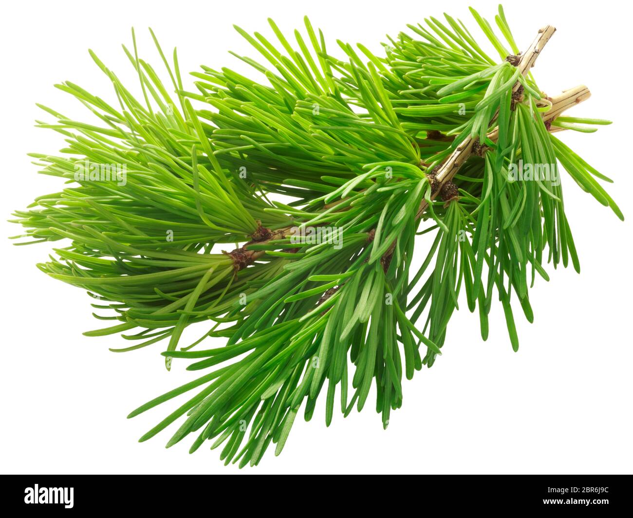 Ramo di larice (Larix sibirica fogliame), isolata Foto Stock