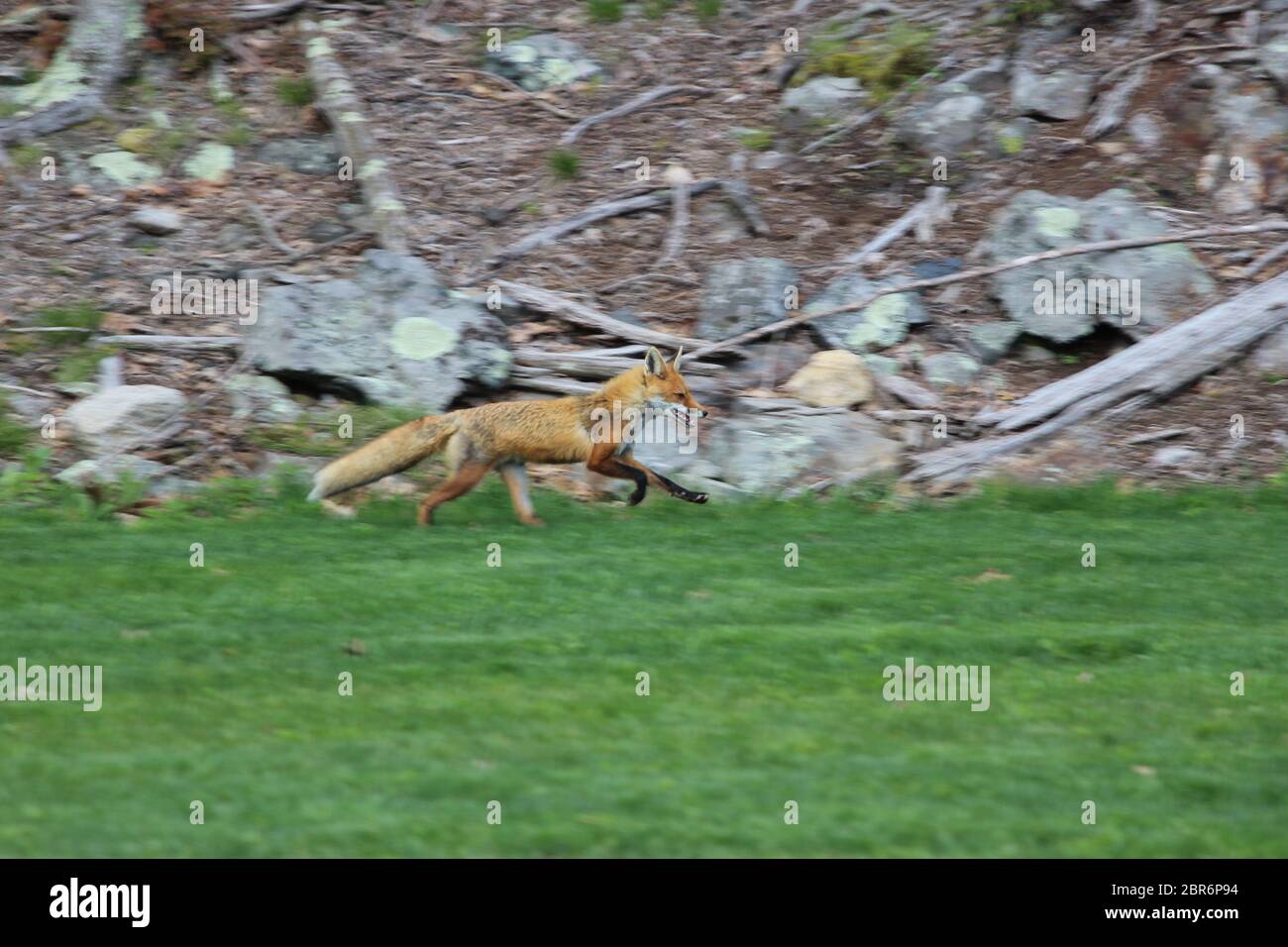 Volpe rossa che corre lungo il bordo di erba Foto Stock