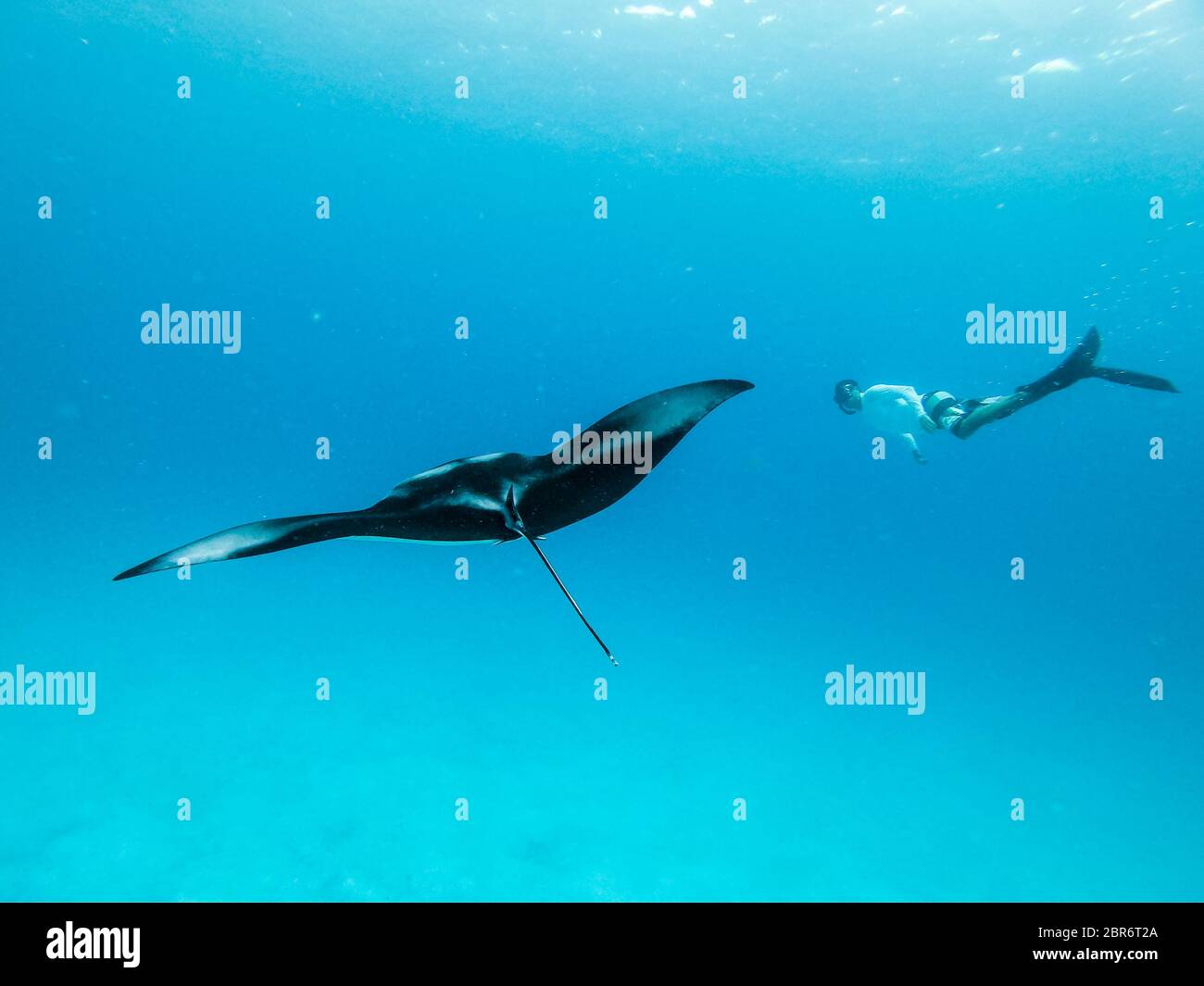 Vista subacquea del gigante hovering oceanic manta ray, Manta Birostris , e uomo free diving in blu oceano. La visione di mondo sottomarino durante l avventura Foto Stock