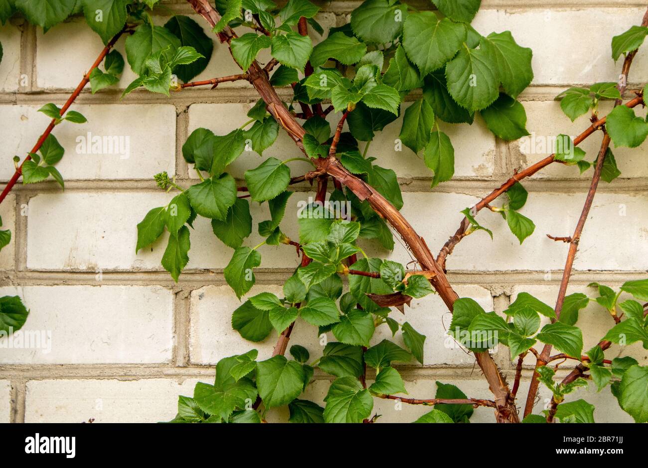 Primavera foglie Hydrangea arbusto. Hydrangea che sale una parete bianca di mattoni. Foto Stock