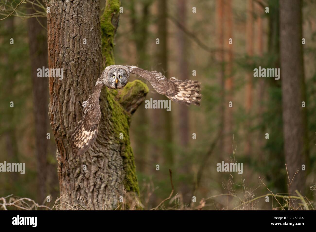 Gufo che vola vicino all'albero nella foresta europea. Foto Stock