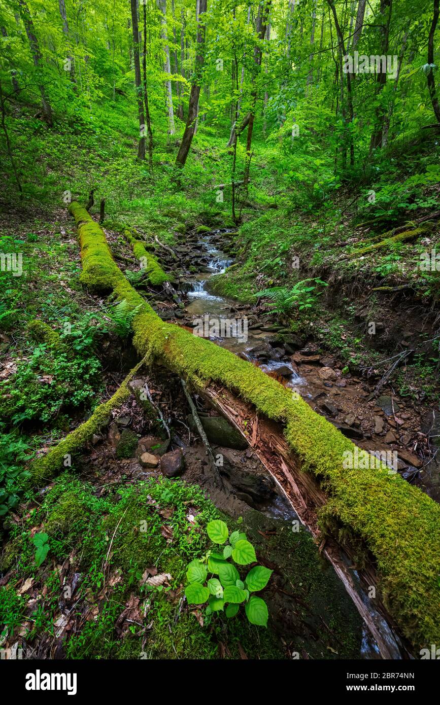 Un tappeto di verde appena sparso è esposto sul pavimento della foresta in questa corsa d'acqua trovato nel Chief Logan state Park della Virginia Occidentale. Foto Stock