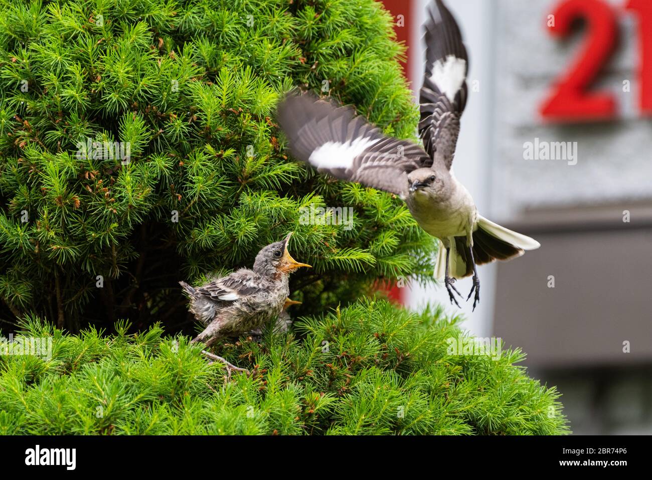 Una femmina del Nord di Mockingbird è vista in volo dopo aver nutrito il suo bambino giovane appollaiato in un pino vicino a una casa. Foto Stock