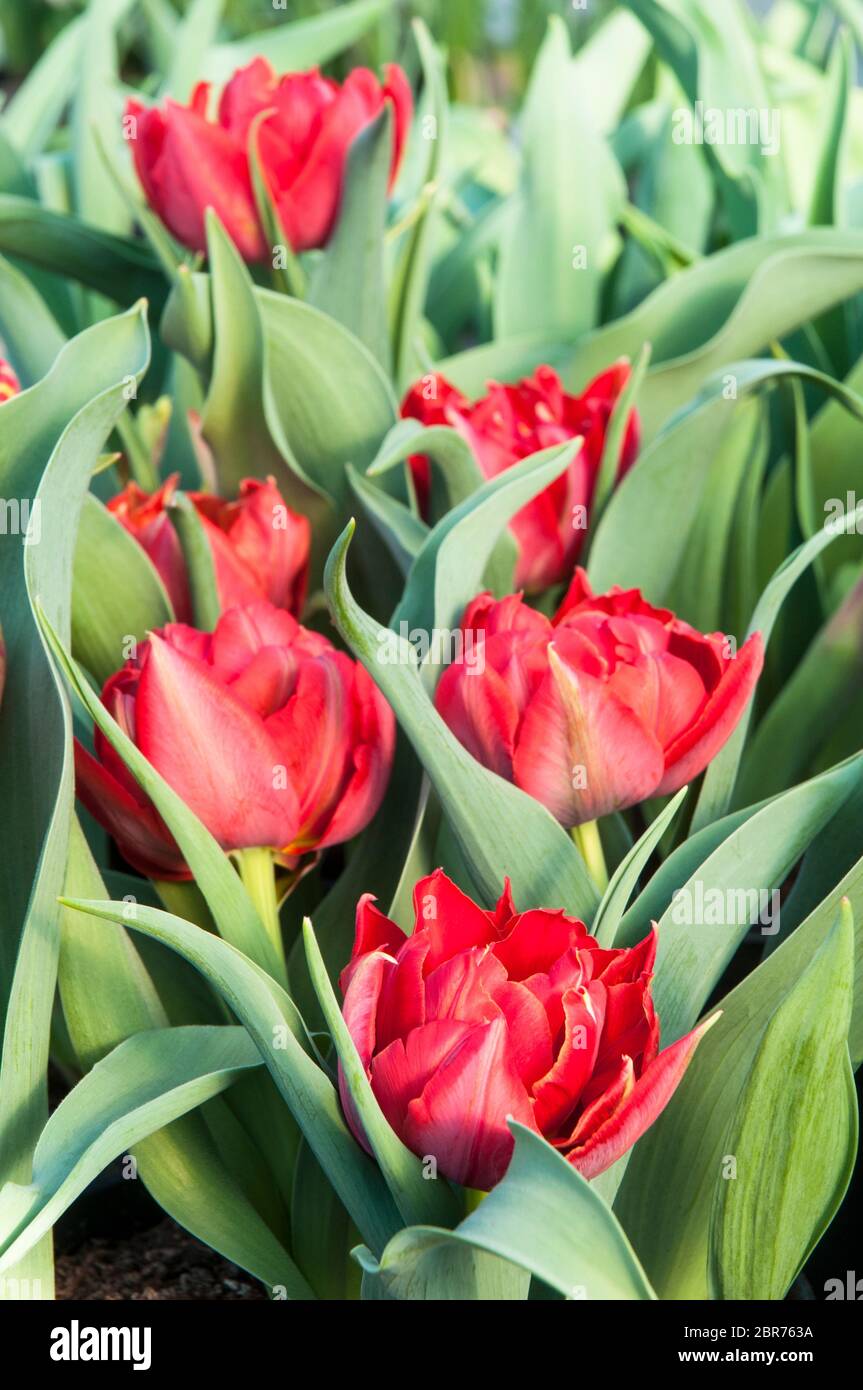 Gruppo di tulipa Abba completamente aperto. Un tulipano rosso di pomodoro a forma di ciotola appartenente al doppio gruppo precoce di tulipani Divisione 2 Foto Stock