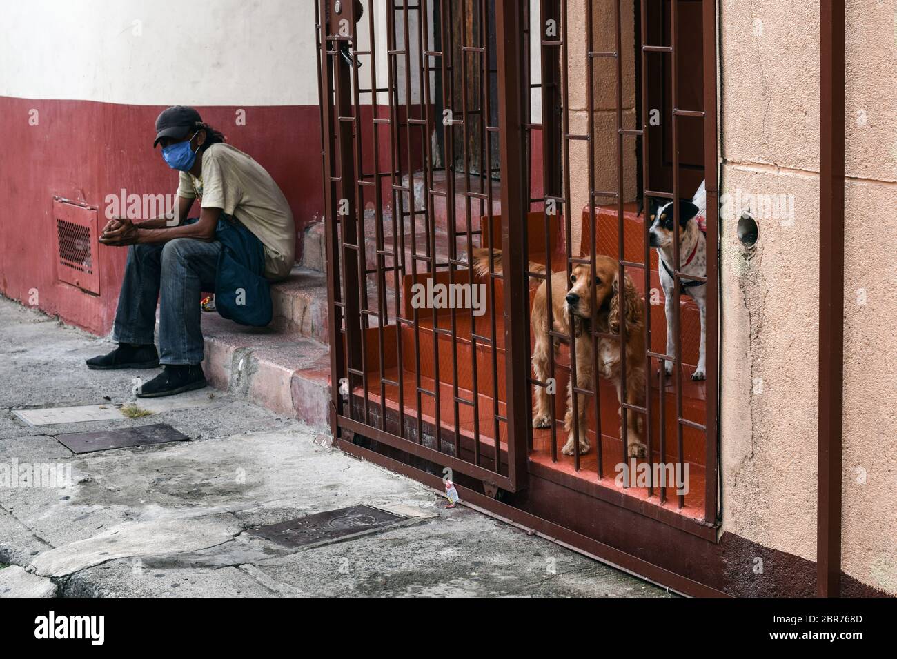 Uomo e cani all'interno di una casa a Cali durante l'epidemia di Coronavirus in Colombia Foto Stock