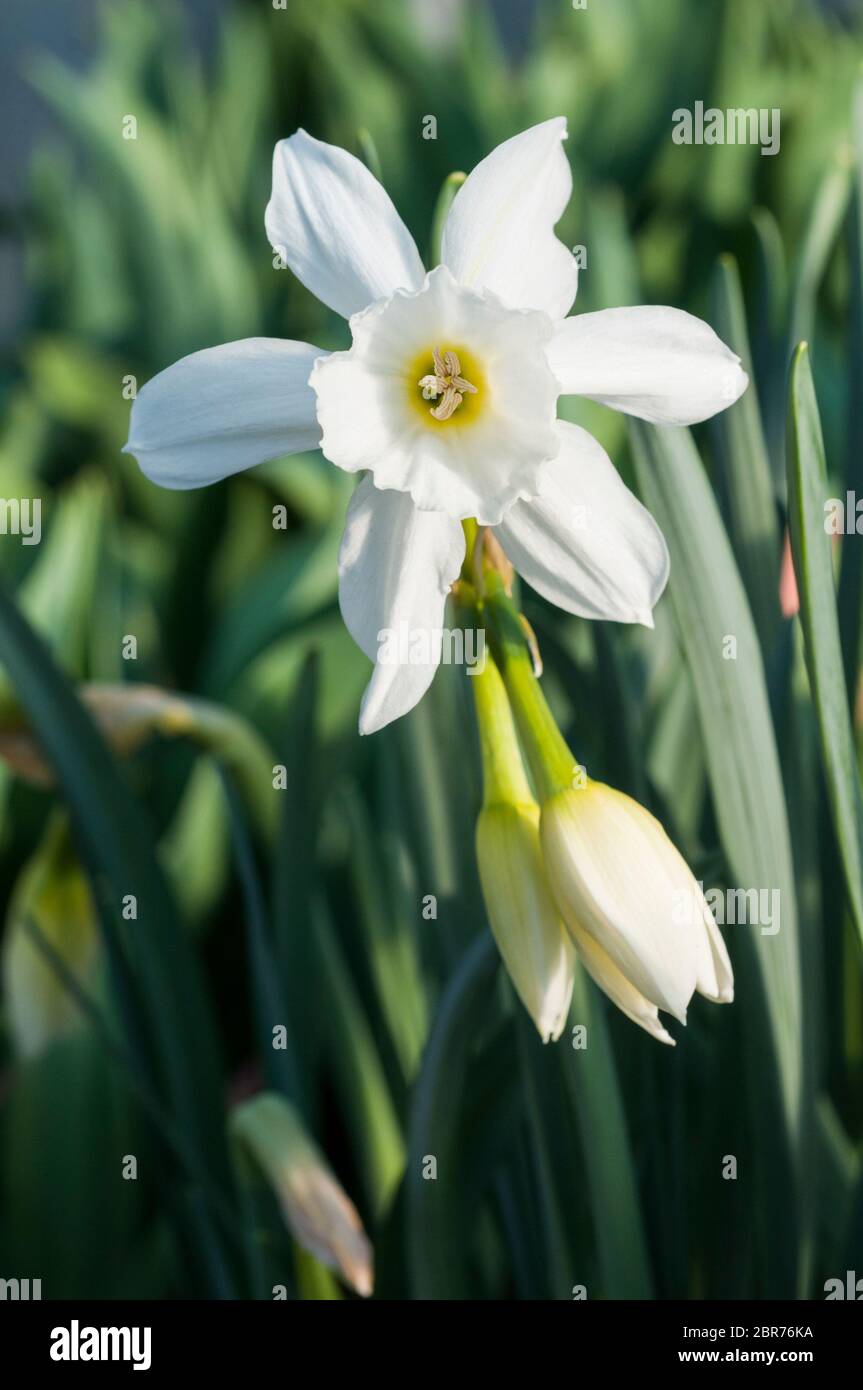 Clsoe su di Narcissus Triandrus Thalia e due gemme. Chiamato anche Orchid Narcissus & Angels Tears. Un daffodil di divisione 5 multiflowering con ricorsi bianchi. Foto Stock