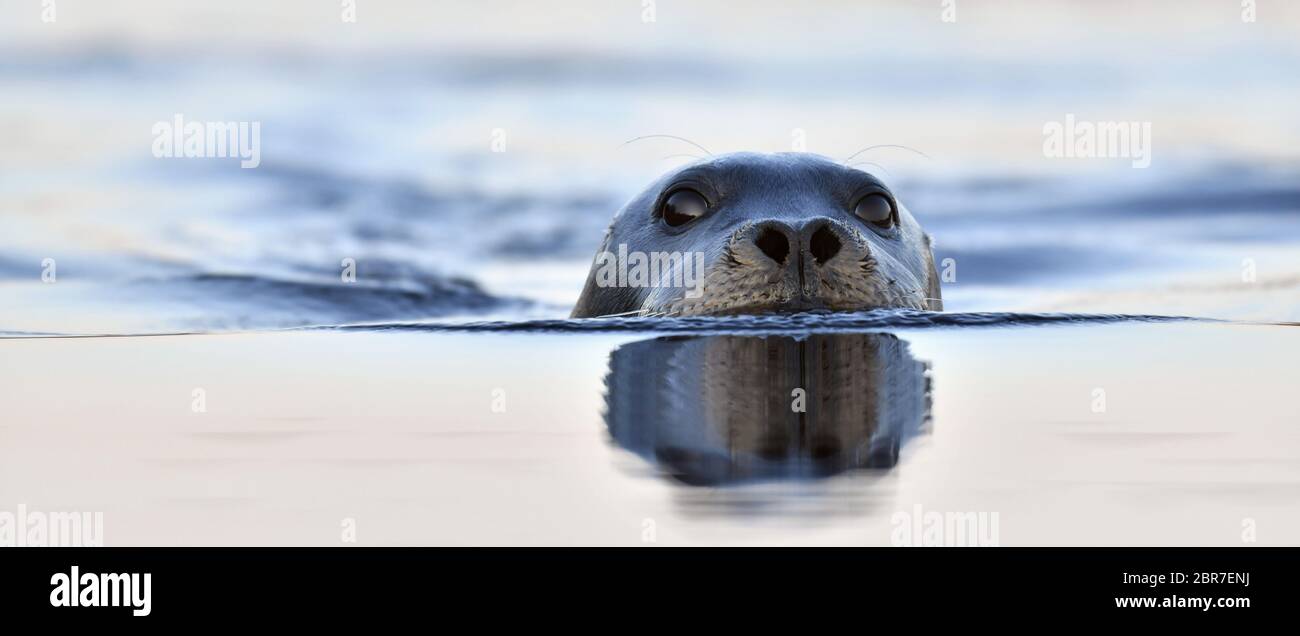 Guarnizione per nuoto. La guarnizione con cuscinetto, chiamata anche guarnizione a ribalta quadrata. Nome scientifico: Erignathus barbatus. Mare bianco, Russia Foto Stock