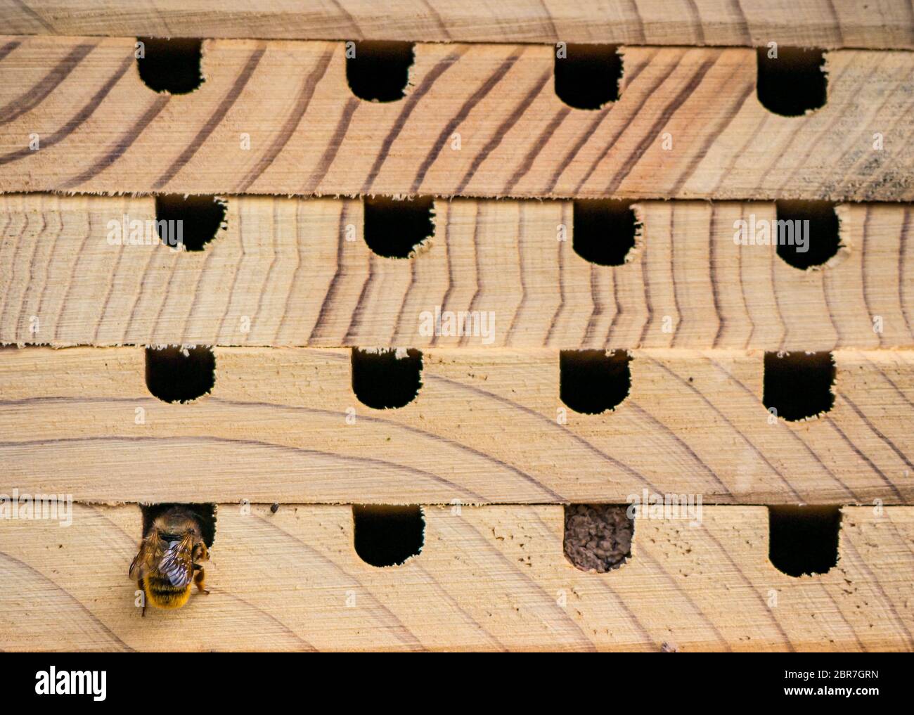 Primo piano di hotel di legno di insetti ape con muratore ape, Osmia, buca di riempimento con uova, Scozia, Regno Unito Foto Stock