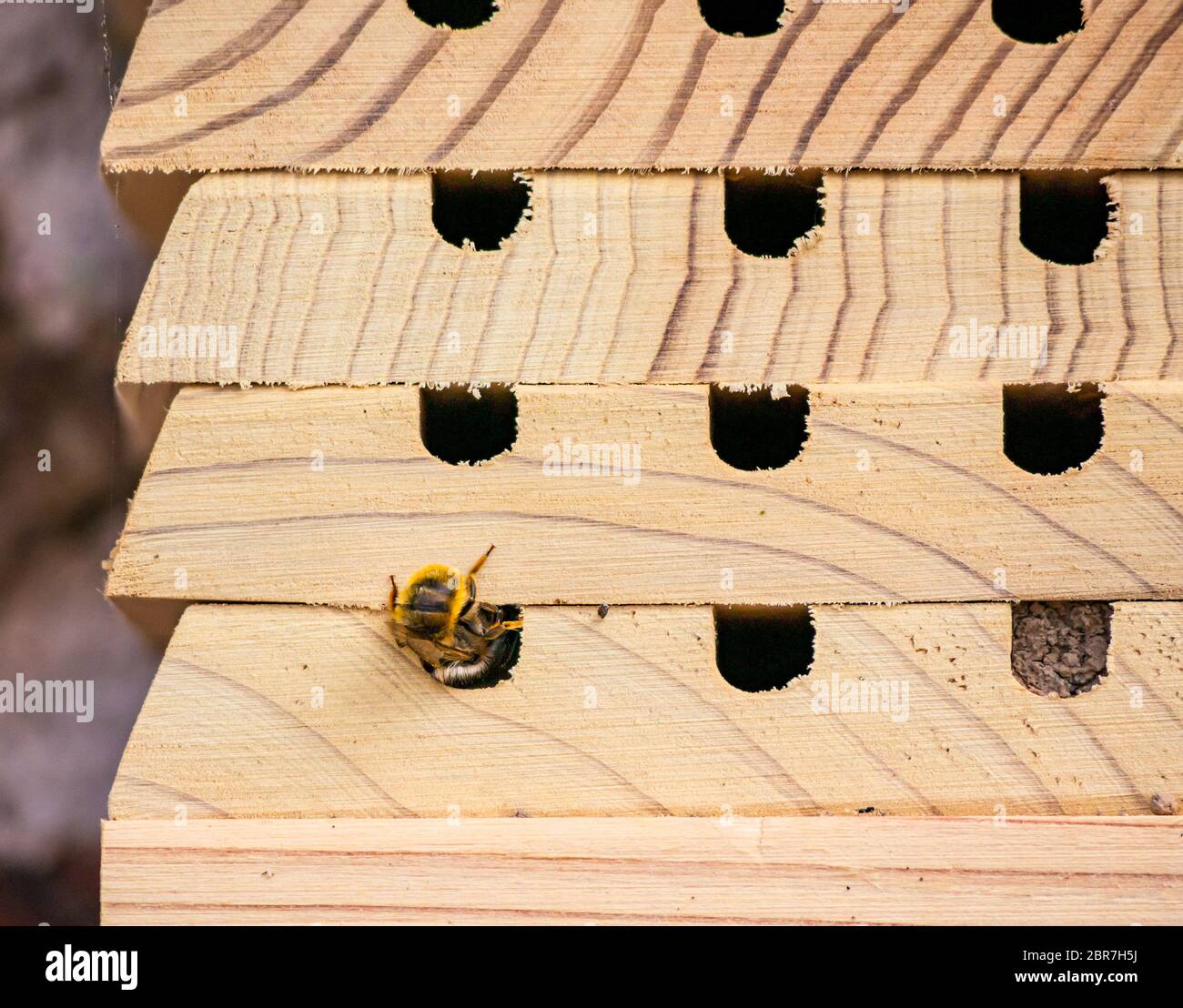 Primo piano di hotel di legno di insetti ape con muratore ape, Osmia, buca di riempimento con uova, Scozia, Regno Unito Foto Stock