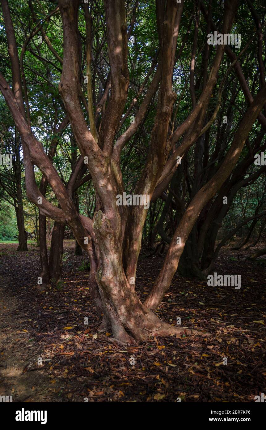 Nodose e ritorto a rami di un albero di rododendro Foto Stock