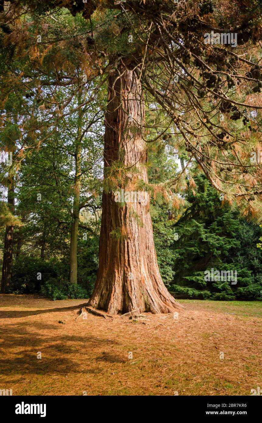A Redwood Sequoiadendron giganteum albero nel Parco Giardino di Sheffield. Foto Stock