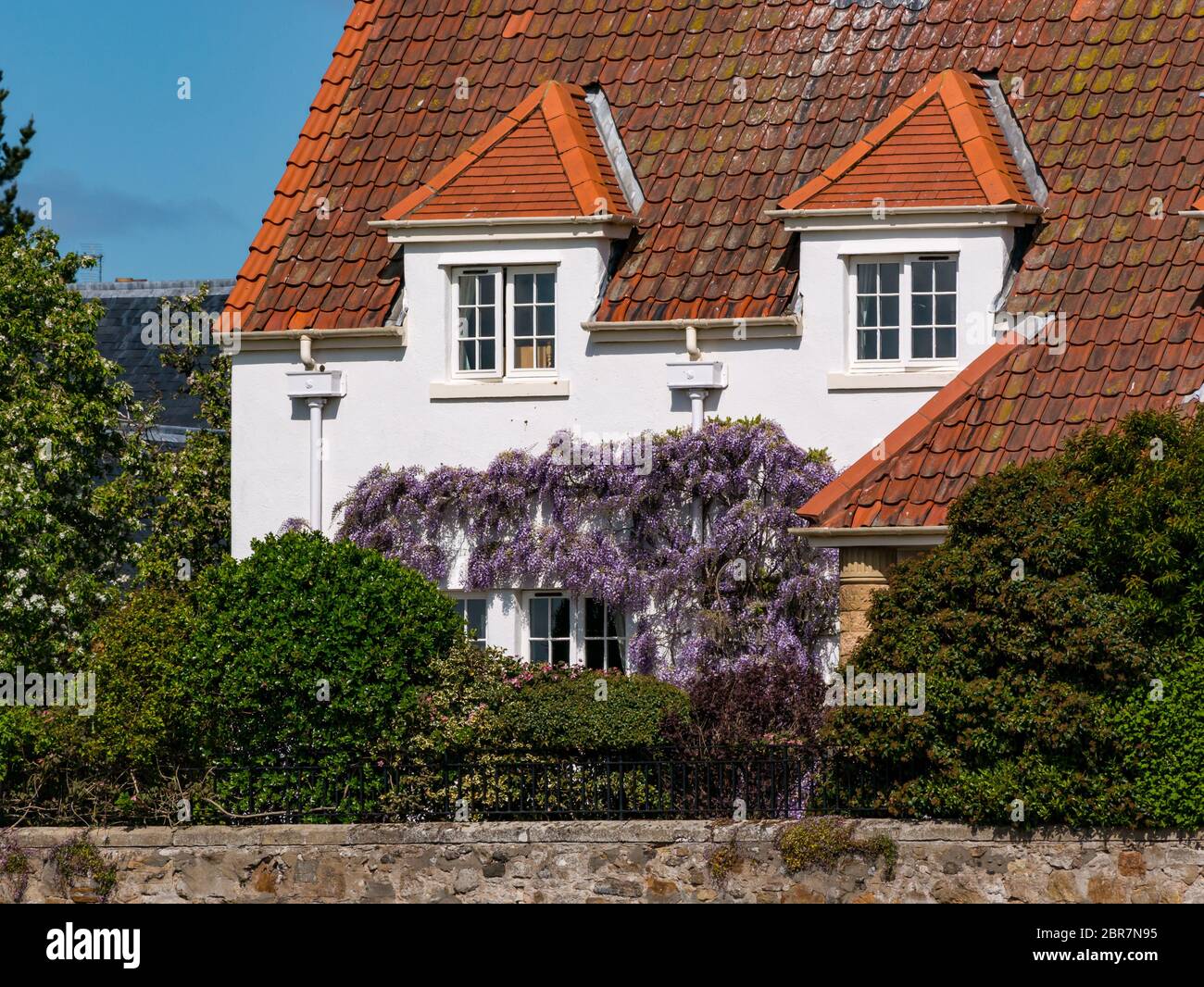 Casa con tetto in pantile e impianto di arrampicata wisteria in fiore, Gullane, East Lothian, Scozia, Regno Unito Foto Stock