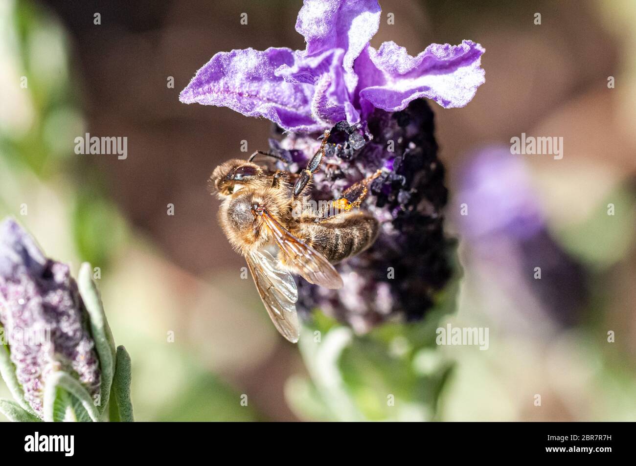 Ripresa macro di un ape in una Lavanda fiori Foto Stock