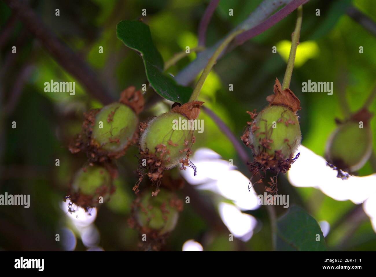 Variegata di Kiwi vite (Actinidia kolomikta) nel giardino, area di Torino, Italia Foto Stock