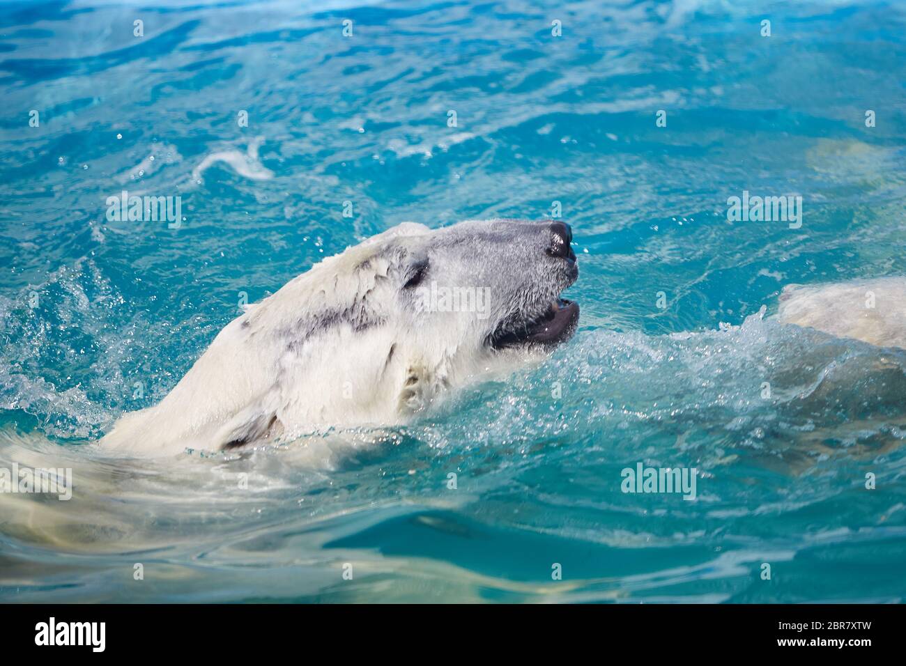 Due orsi polari che giocano in acqua Foto Stock