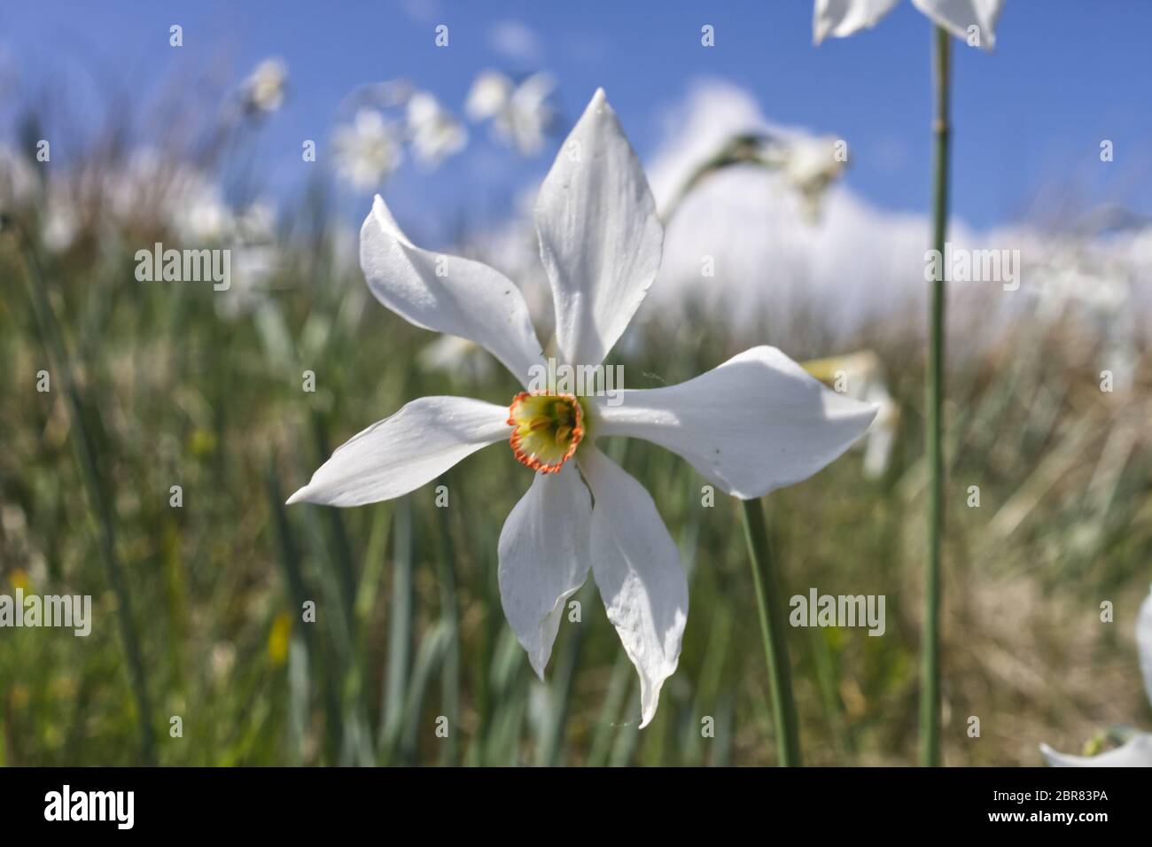 Primo piano foto di un fiore di montagna di un narcisi nelle Alpi italiane Foto Stock