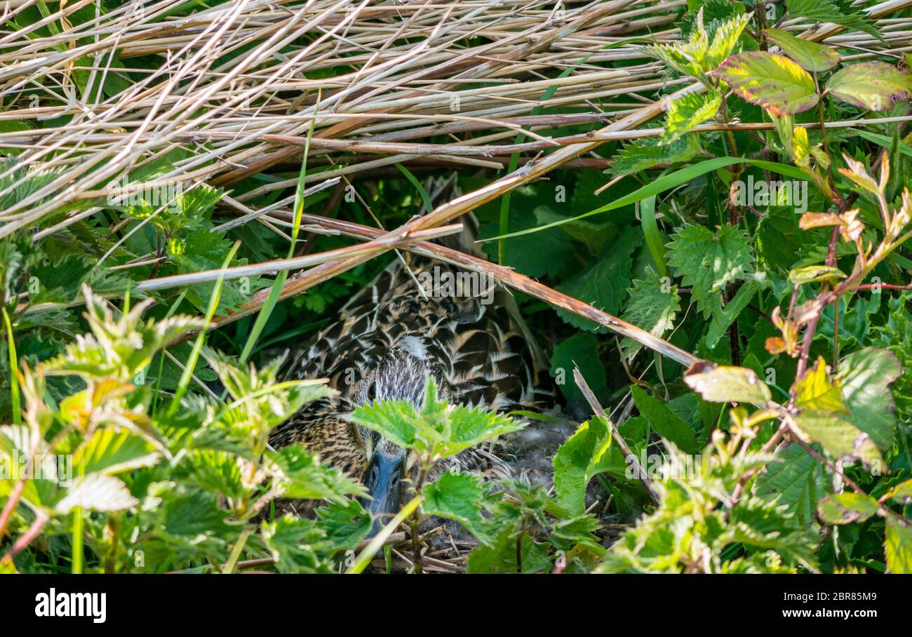 Anatra mallard femminile, Anas platyrhynchos, nascosto nel nido di riva del fiume, East Lothian, Scozia, Regno Unito Foto Stock
