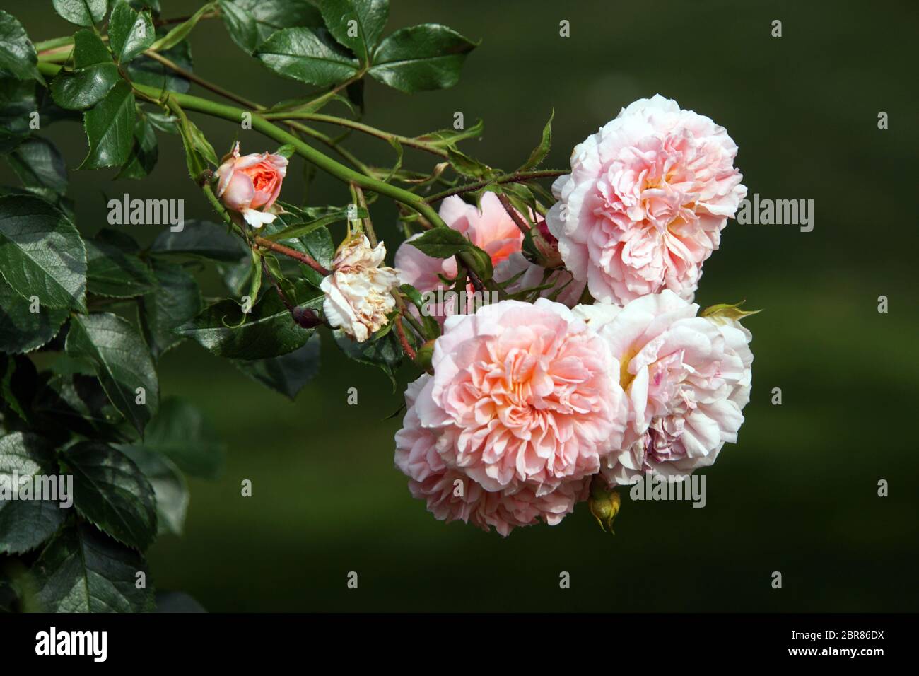 Blütenpracht einer Kletterrose Foto Stock