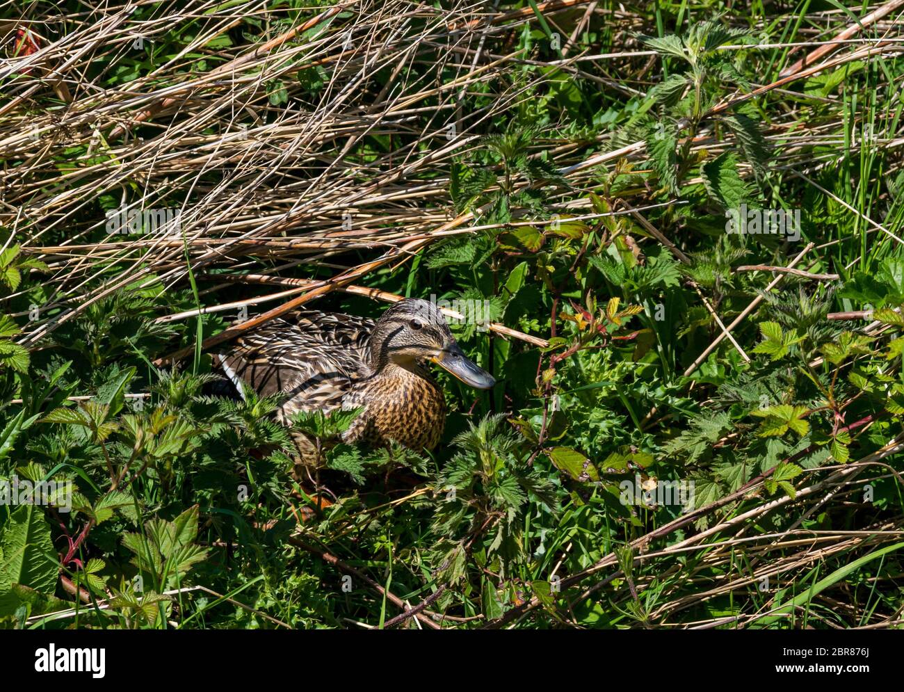 Anatra mallard femminile, Anas platyrhynchos, che emerge dal nido di riva del fiume, East Lothian, Scozia, Regno Unito Foto Stock