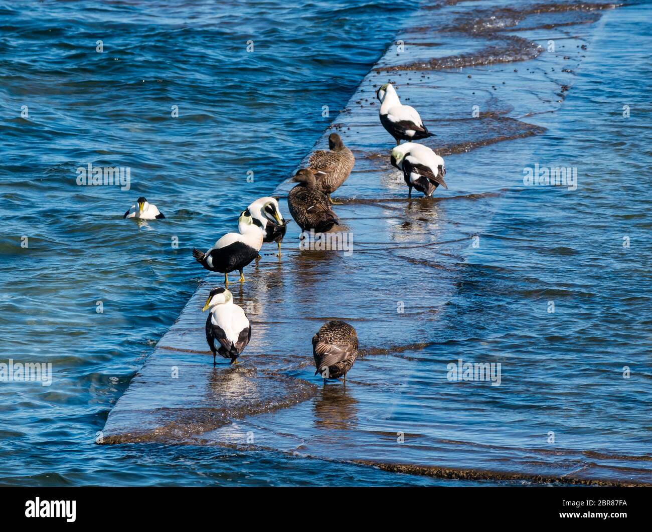 Anatre Eider, maschio e femmina, Somateria mollissima preding su spiaggia di sporgenza al sole, Berwick del Nord, Scozia, Regno Unito Foto Stock