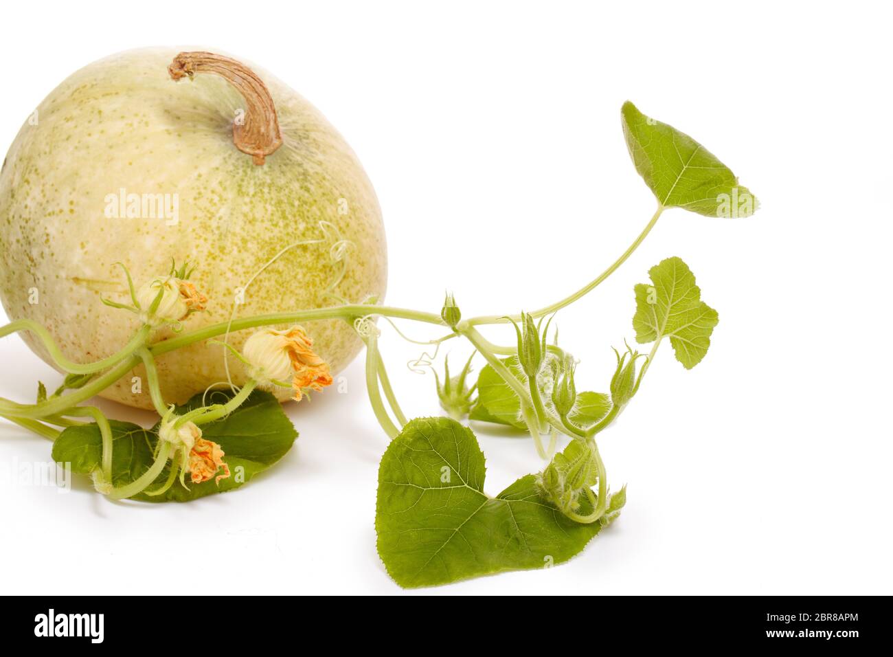 Germogli di zucca verde giovane e zucca matura. Concetto di giardinaggio e futuro rendimento, raccolto. Germoglio di primavera, giardinaggio. Coltivazione di verdure. Foto Stock