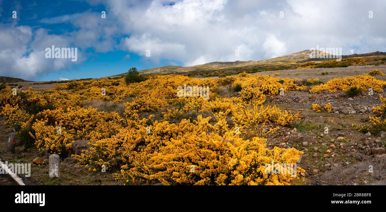 Genista giallo fiorente sull'altopiano Paul da Serra sull'isola di Madeira in Portogallo. Foto Stock