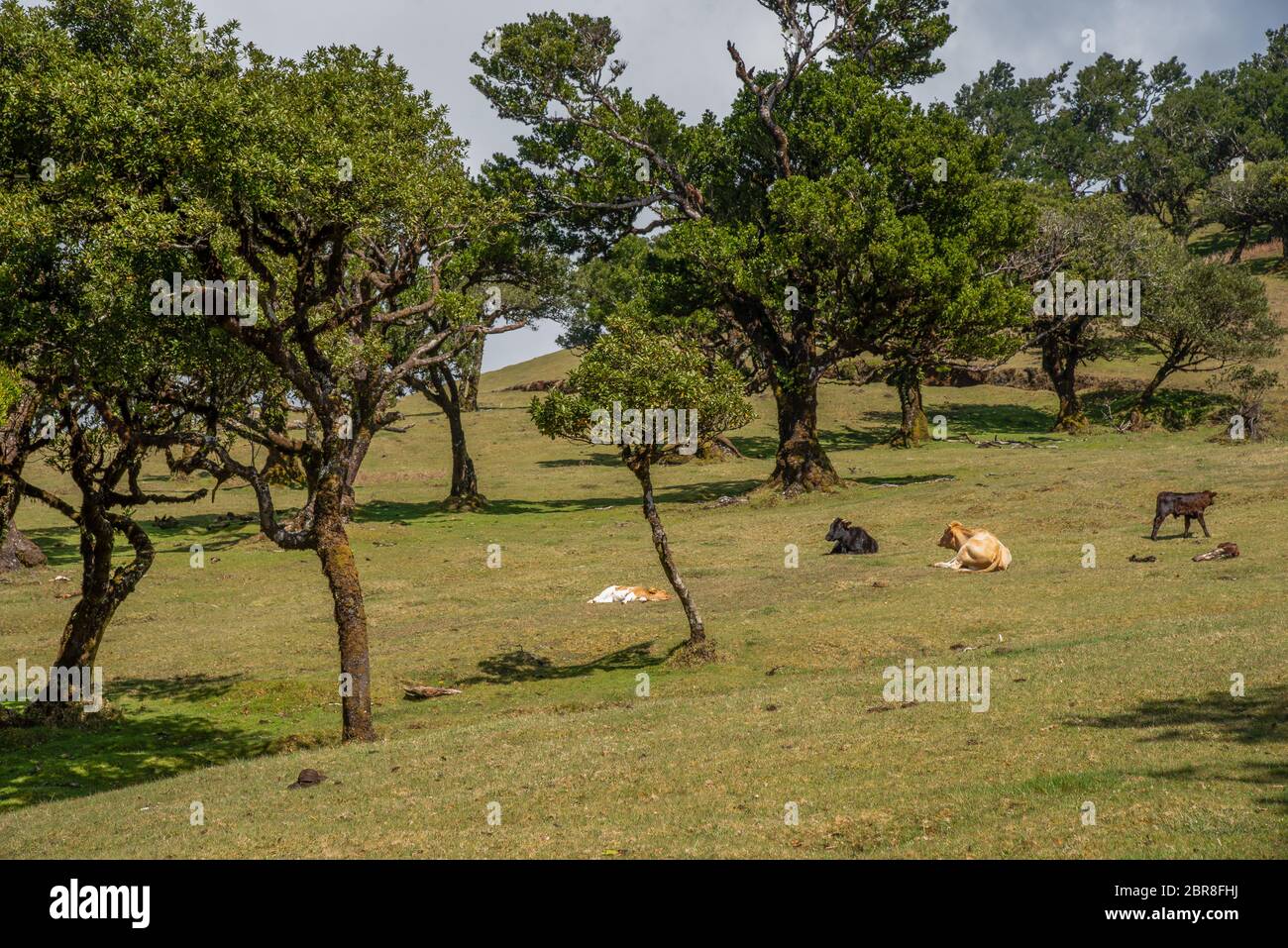 Bestiame nella vecchia foresta di alloro a Fanal, nel mezzo della foresta di Laurissilva. La foresta si trova sul plateu Paul da Serra sull'isola di Madeira Foto Stock