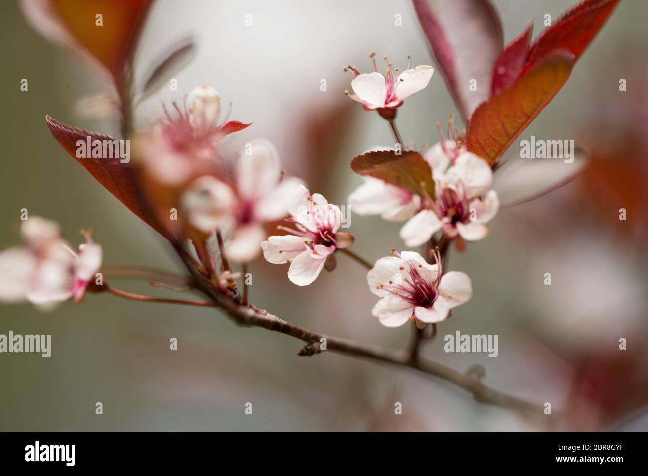 Prunus cerasifera, conosciuta come prugna di ciliegia e prugna di mirobalano, fiorente in primavera a Littleton, Massachusetts, USA Foto Stock