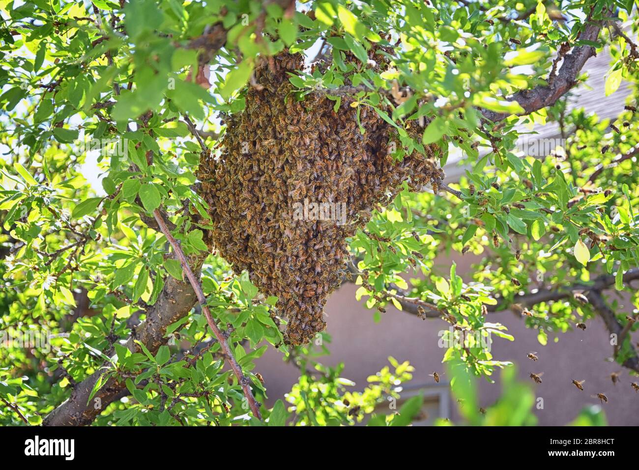 Sciame di Miele Bees, un insetto volante eusociale all'interno del genere Apis mellifera della vongola di api. Melone Carniolano italiano su un reggiseno di prugne Foto Stock