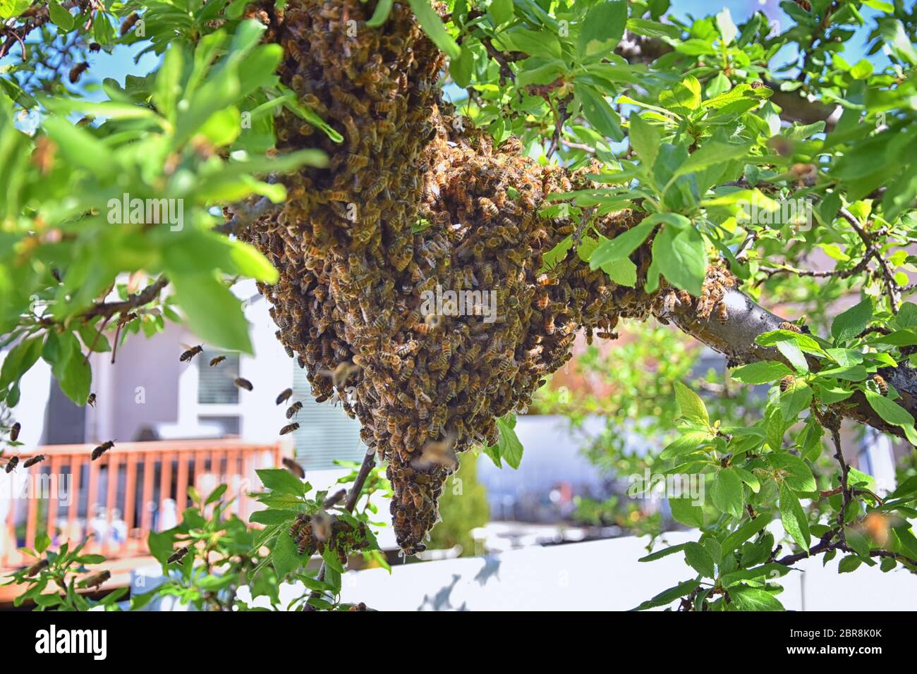 Sciame di Miele Bees, un insetto volante eusociale all'interno del genere Apis mellifera della vongola di api. Melone Carniolano italiano su un reggiseno di prugne Foto Stock