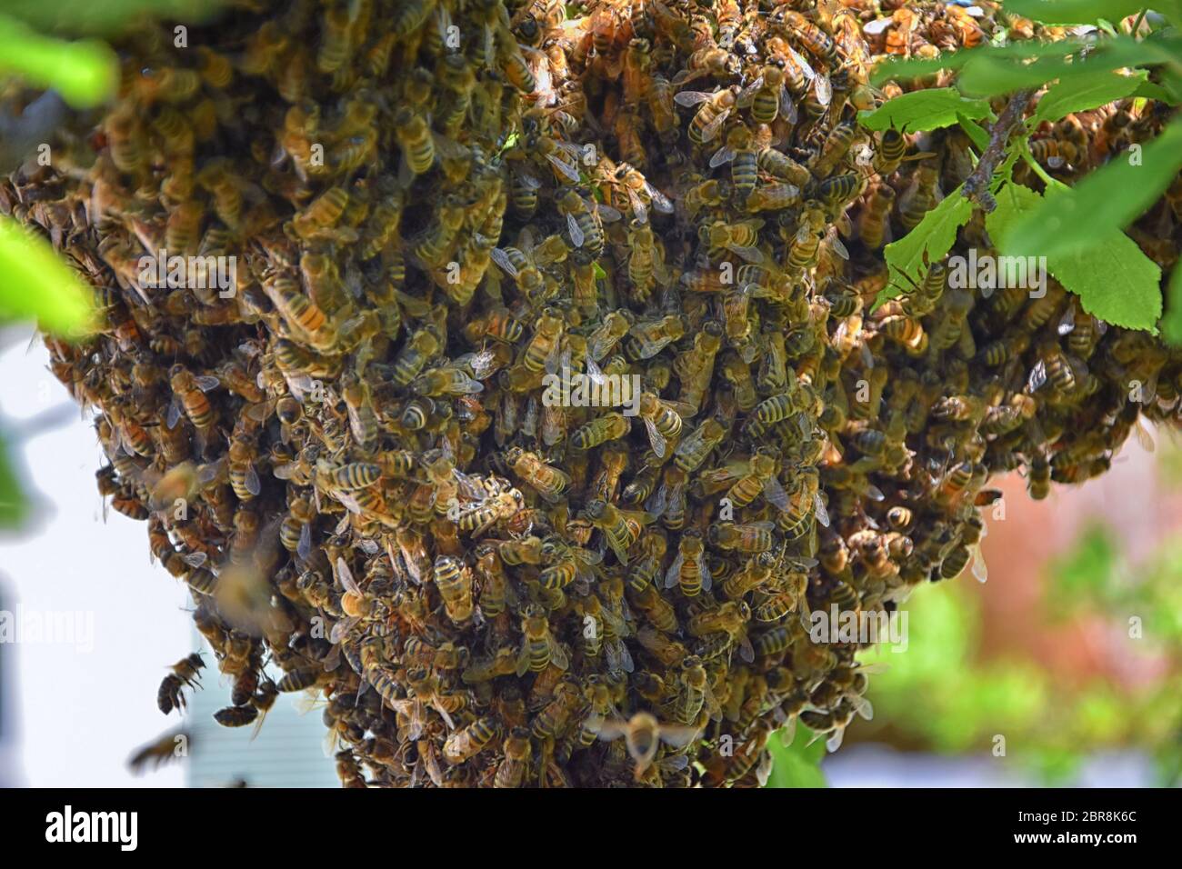 Sciame di Miele Bees, un insetto volante eusociale all'interno del genere Apis mellifera della vongola di api. Melone Carniolano italiano su un reggiseno di prugne Foto Stock