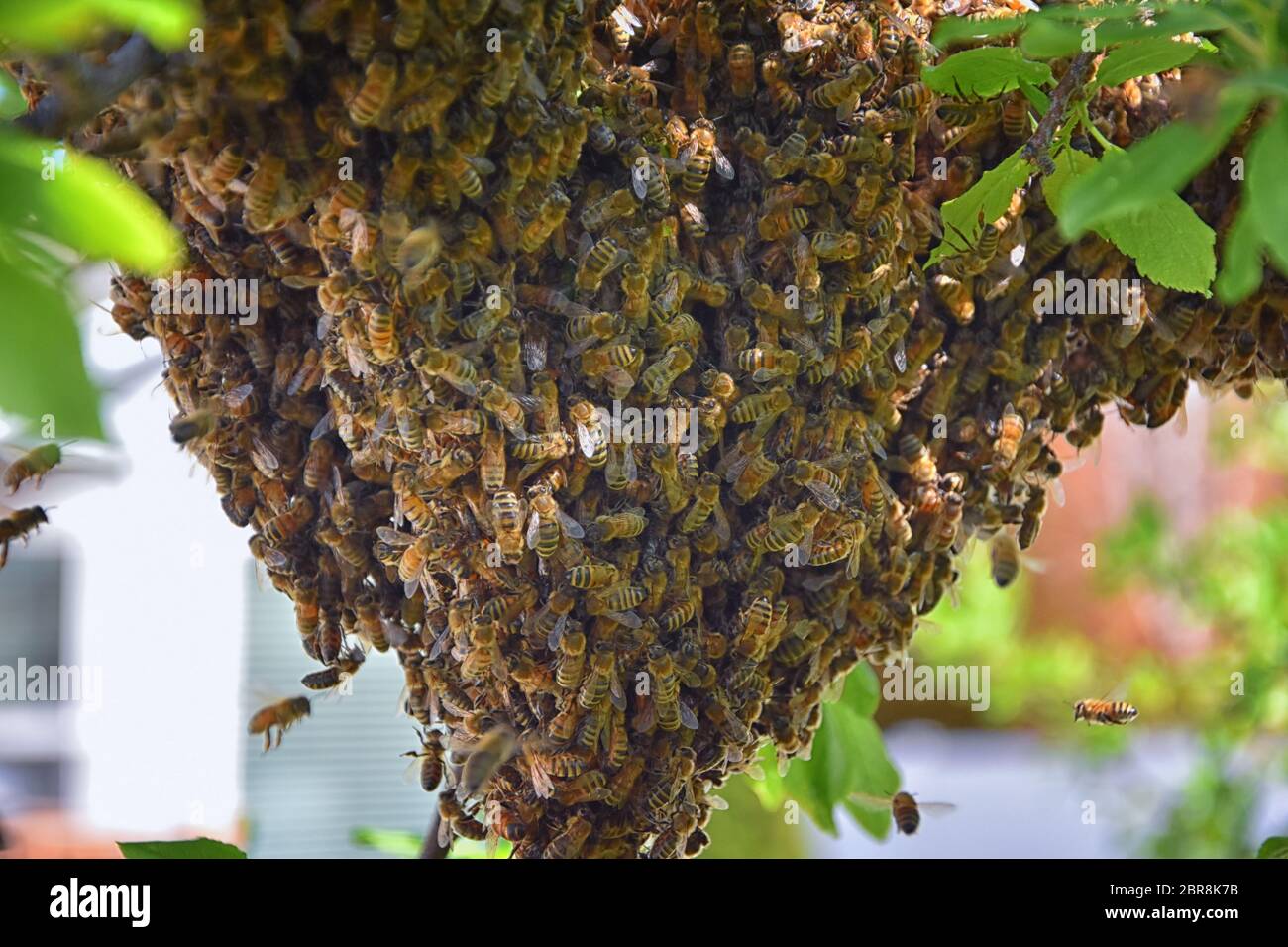 Sciame di Miele Bees, un insetto volante eusociale all'interno del genere Apis mellifera della vongola di api. Melone Carniolano italiano su un reggiseno di prugne Foto Stock