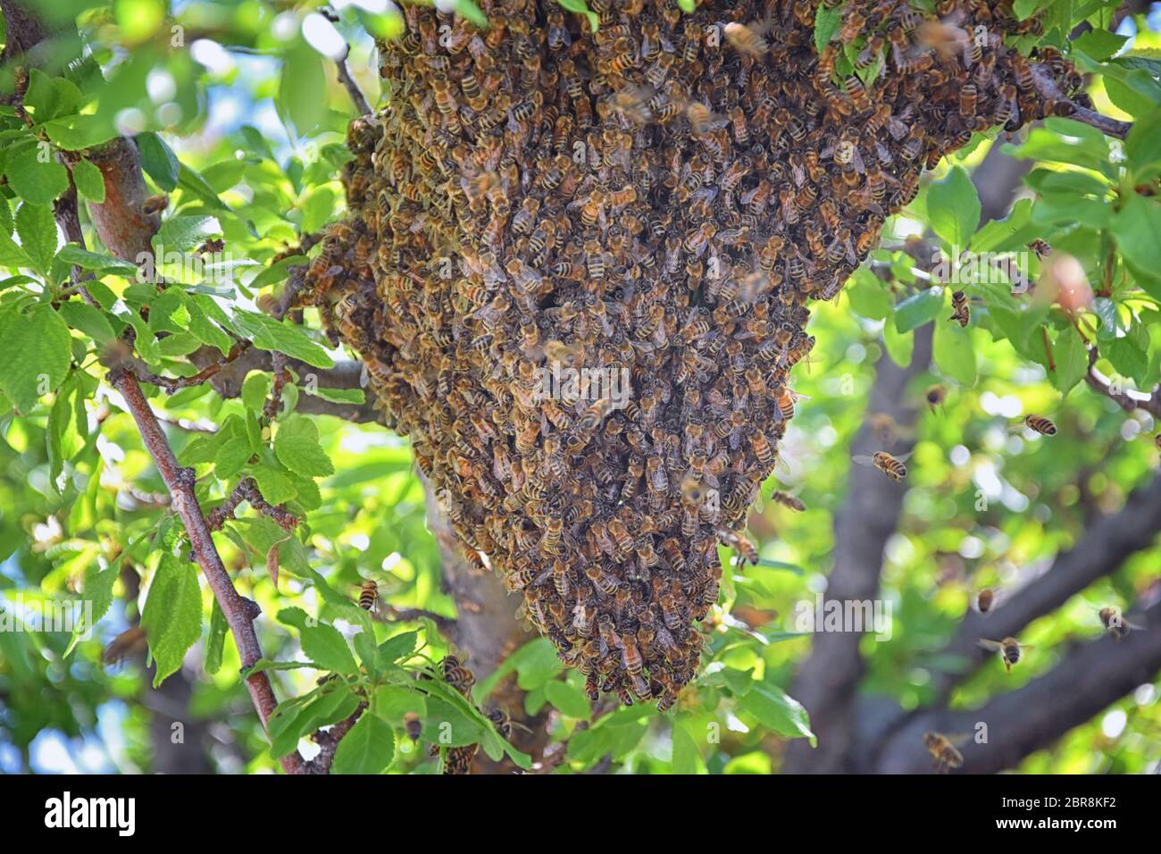 Sciame di Miele Bees, un insetto volante eusociale all'interno del genere Apis mellifera della vongola di api. Melone Carniolano italiano su un reggiseno di prugne Foto Stock