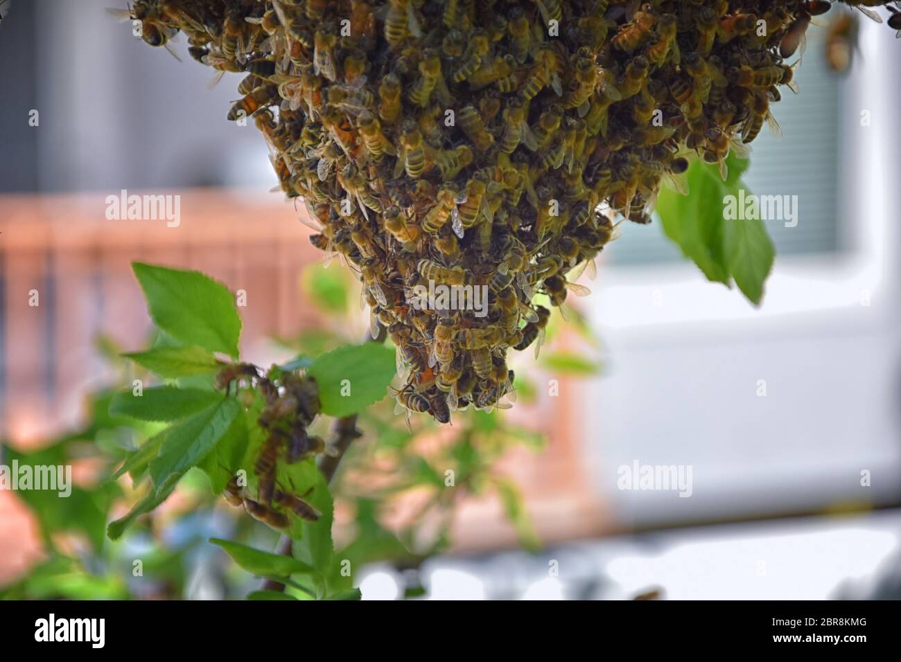 Sciame di Miele Bees, un insetto volante eusociale all'interno del genere Apis mellifera della vongola di api. Melone Carniolano italiano su un reggiseno di prugne Foto Stock