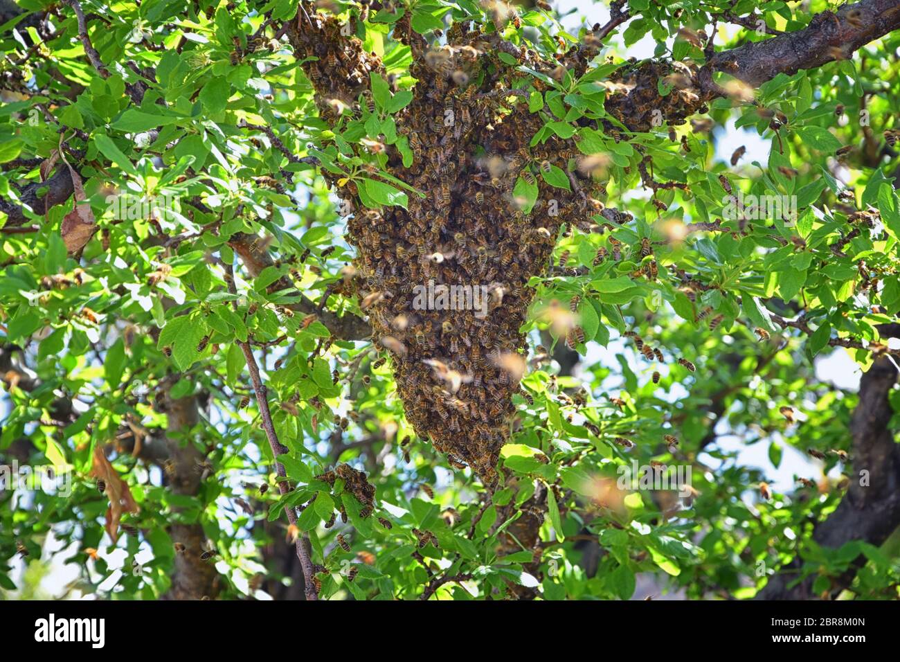 Sciame di Miele Bees, un insetto volante eusociale all'interno del genere Apis mellifera della vongola di api. Melone Carniolano italiano su un reggiseno di prugne Foto Stock