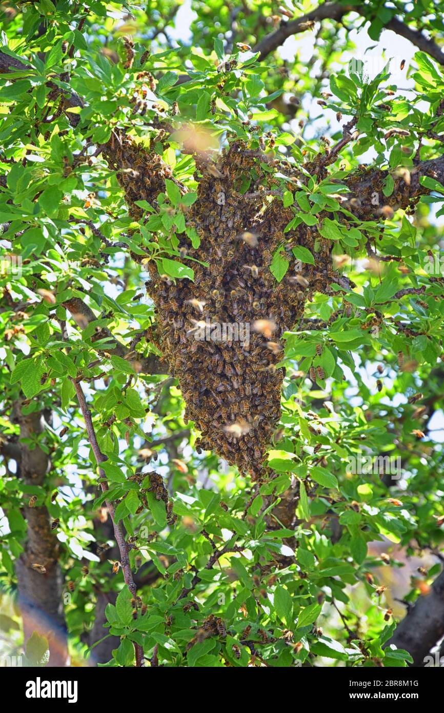 Sciame di Miele Bees, un insetto volante eusociale all'interno del genere Apis mellifera della vongola di api. Melone Carniolano italiano su un reggiseno di prugne Foto Stock