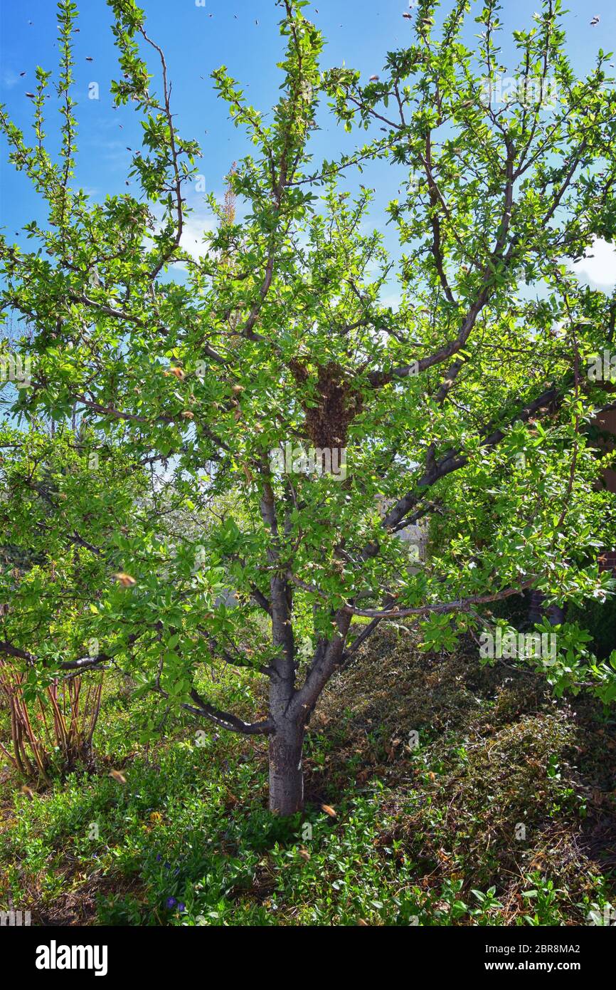 Sciame di Miele Bees, un insetto volante eusociale all'interno del genere Apis mellifera della vongola di api. Melone Carniolano italiano su un reggiseno di prugne Foto Stock