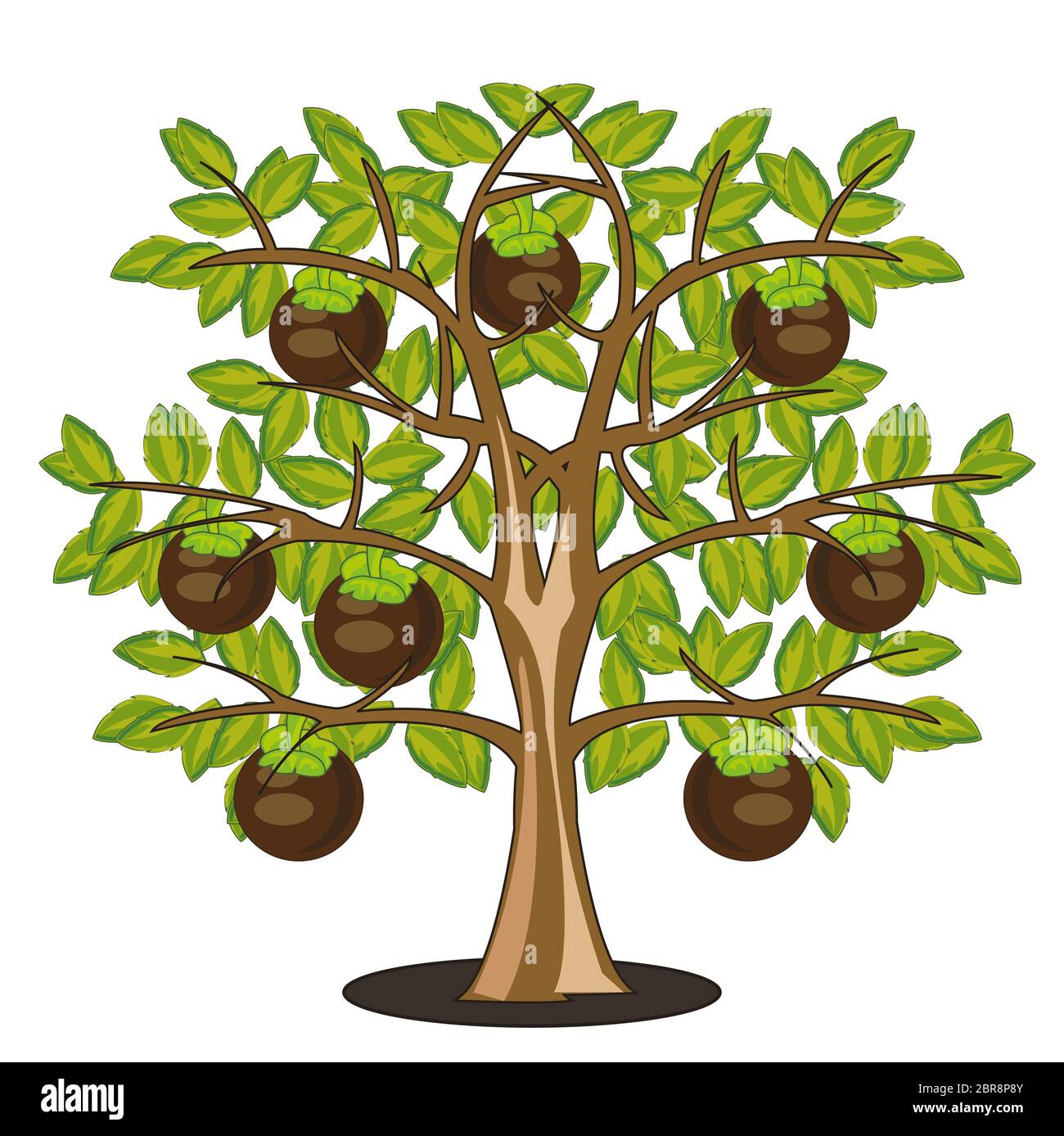 Illustrazione Vettoriale albero con il frutto del frutto maturo mangosteen Foto Stock